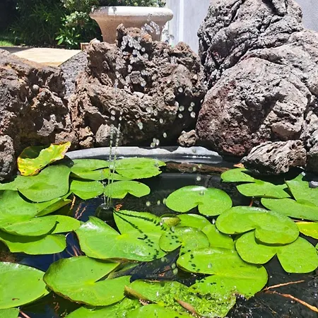 Gecko فيلة